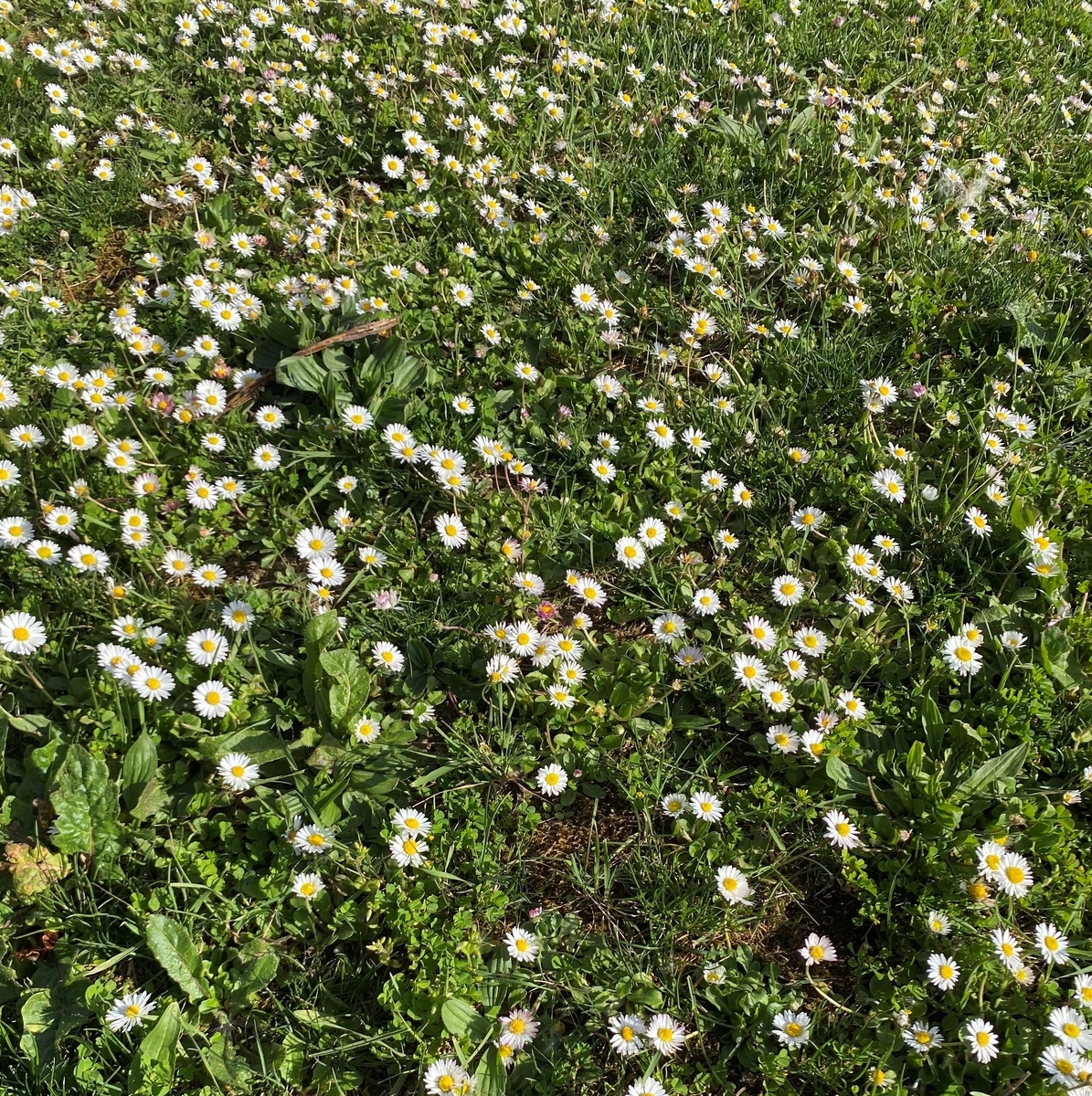 f:id:chikikun:20220417220930j:plain