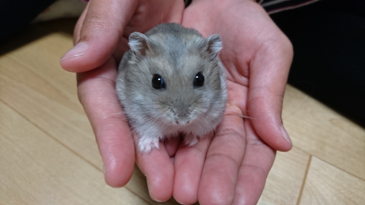 f:id:chiko49:20201216172617j:plain