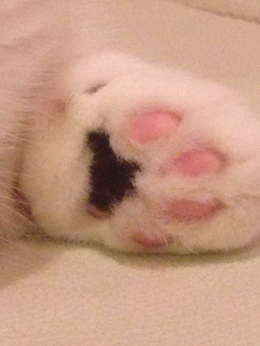 f:id:chiko8tango:20211211140759j:plain