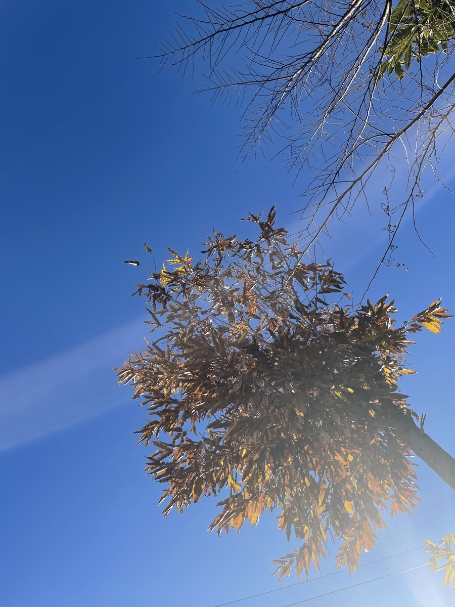 f:id:chiko8tango:20211225100129j:plain