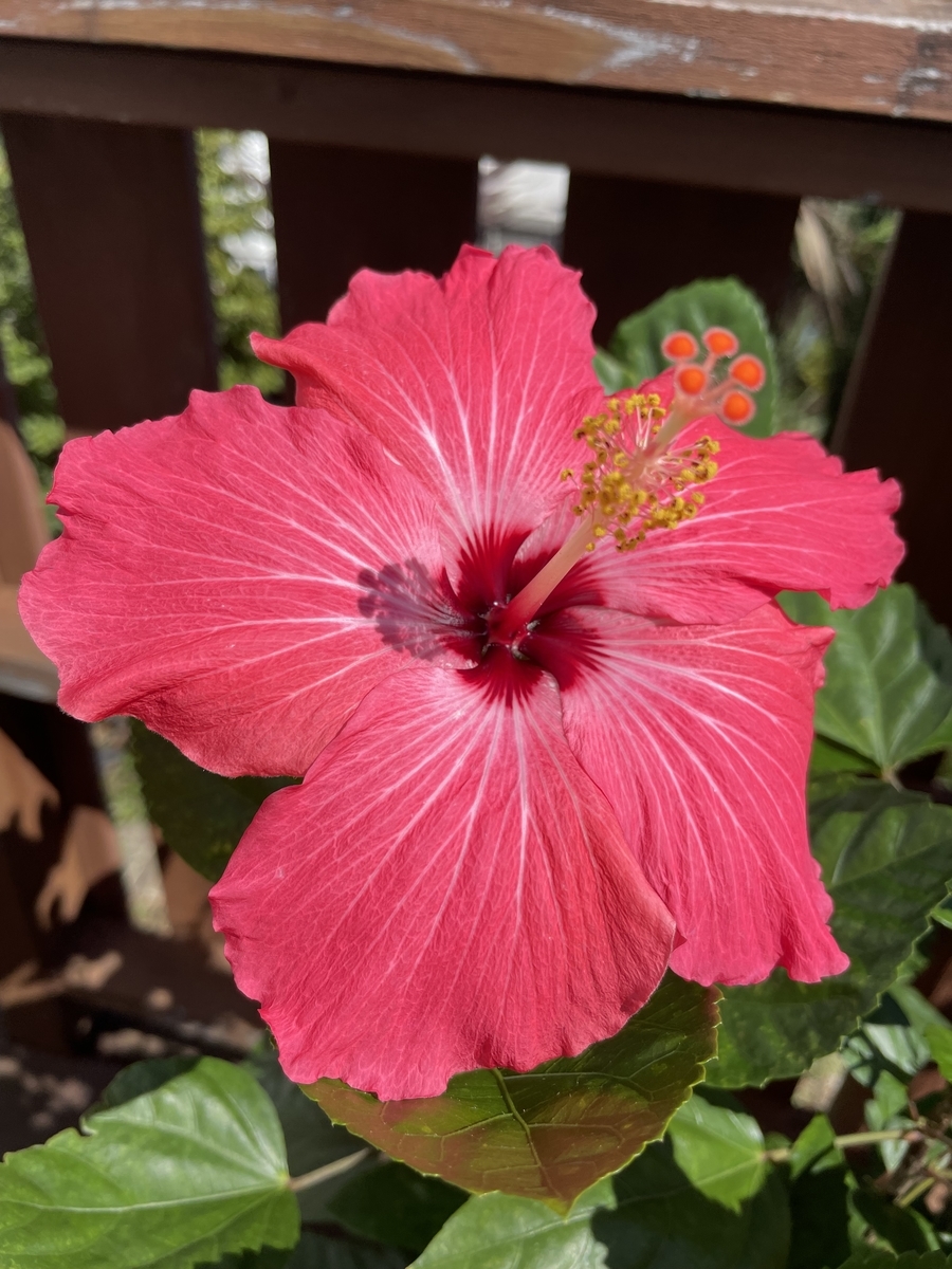 f:id:chiko8tango:20220319121136j:plain