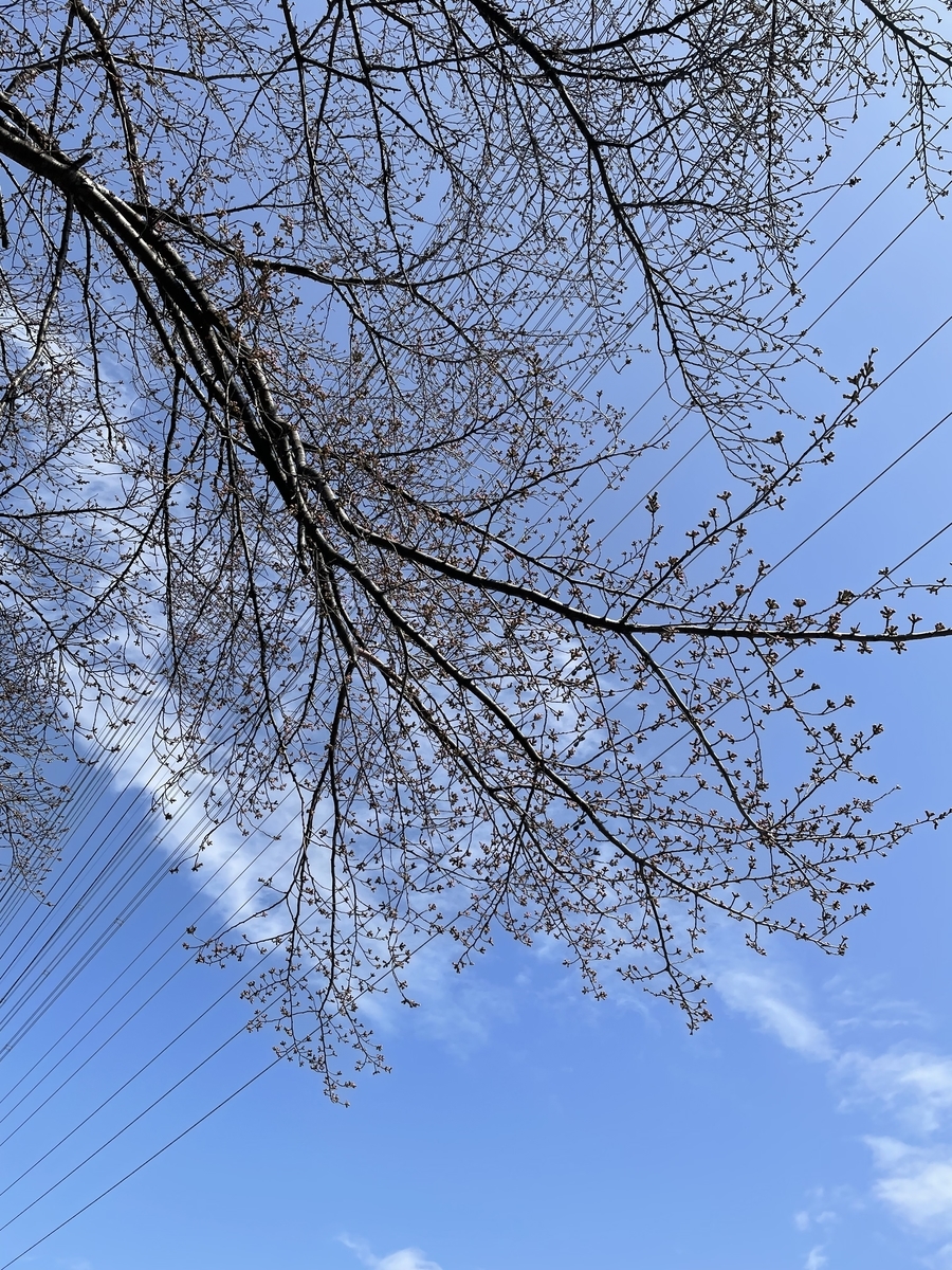 f:id:chiko8tango:20220320120503j:plain