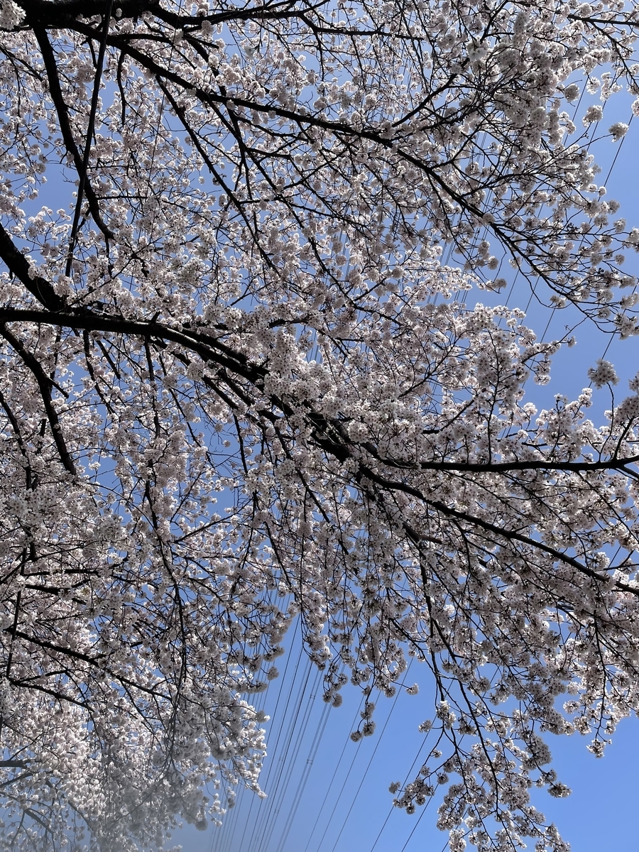 f:id:chiko8tango:20220331093318j:plain