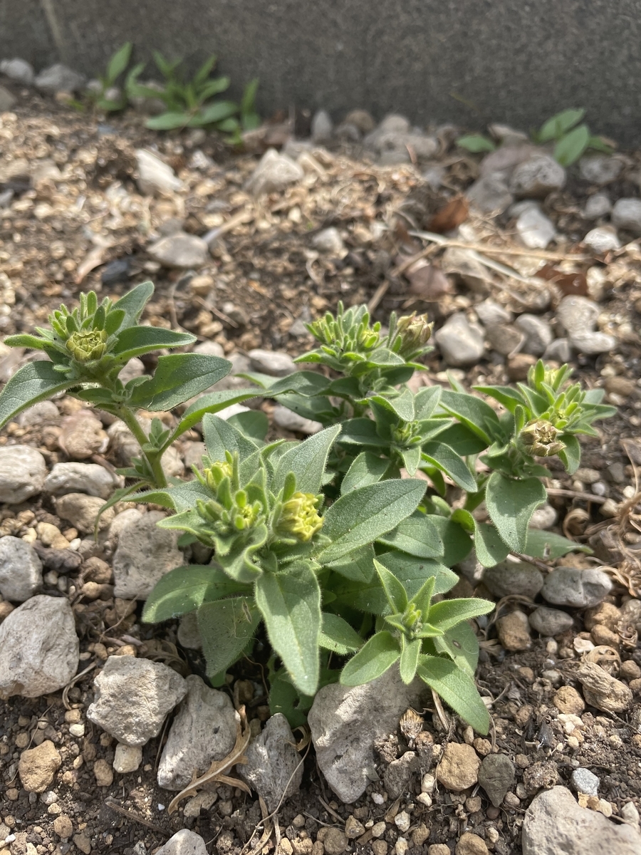 f:id:chiko8tango:20220331100021j:plain