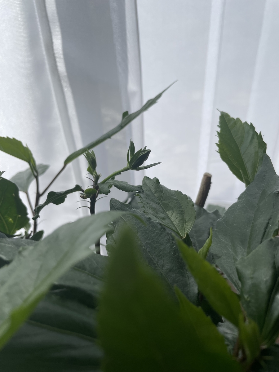 f:id:chiko8tango:20220331100924j:plain