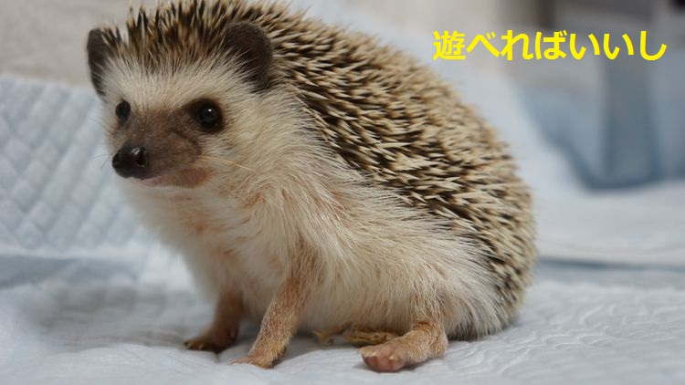 f:id:chikojirou:20150518205022j:plain