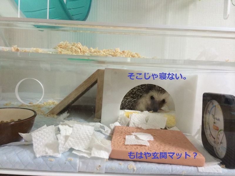 f:id:chikojirou:20150720194347j:plain f:id:chikojirou:20150720194347j:plain