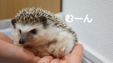 f:id:chikojirou:20150823164718j:plain f:id:chikojirou:20150823164718j:plain