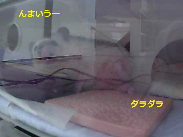 f:id:chikojirou:20160210214235p:plain f:id:chikojirou:20160210214235p:plain