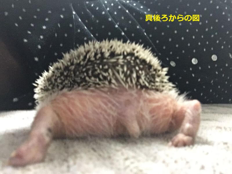 360度なめまわすように観察。 - ハリネズミのハーリー