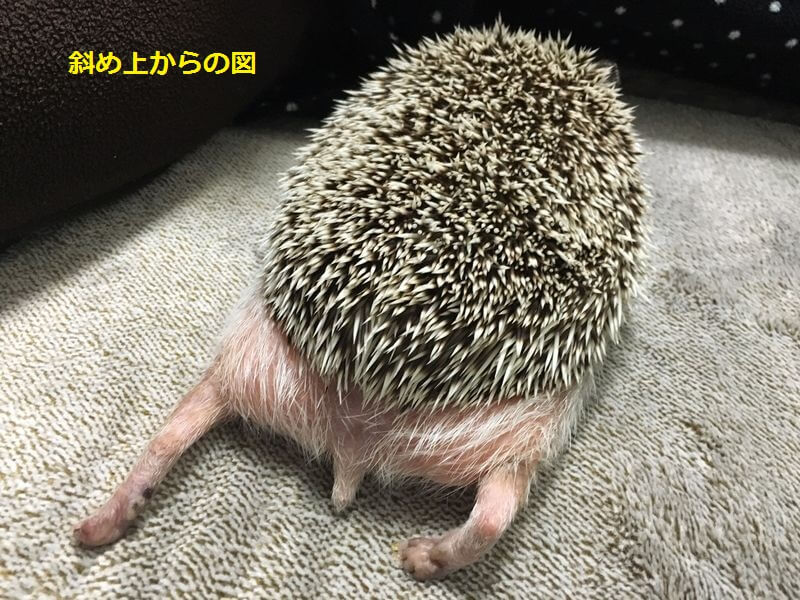 360度なめまわすように観察。 - ハリネズミのハーリー