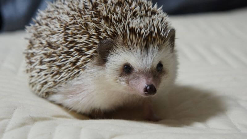 f:id:chikojirou:20160629210839j:plain