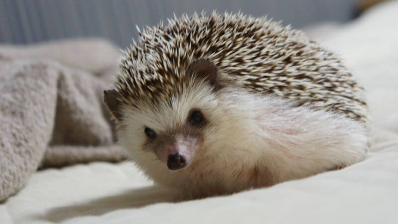 f:id:chikojirou:20160629210845j:plain