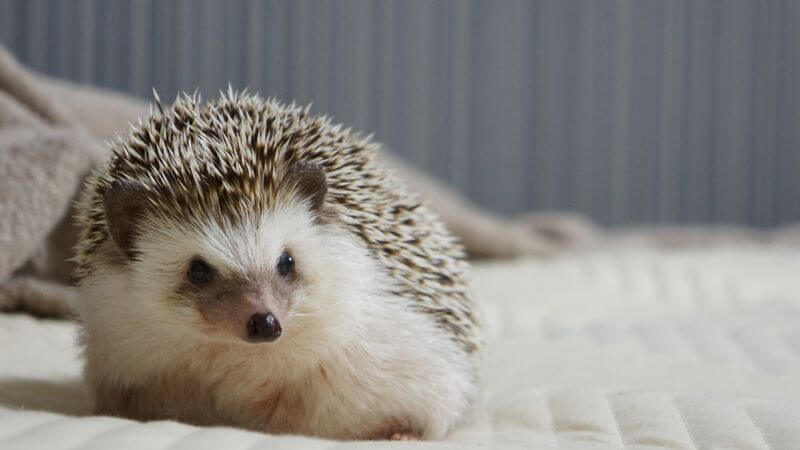 f:id:chikojirou:20160629210852j:plain