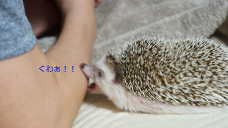 f:id:chikojirou:20160629210917j:plain