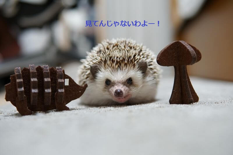 f:id:chikojirou:20160713205956j:plain