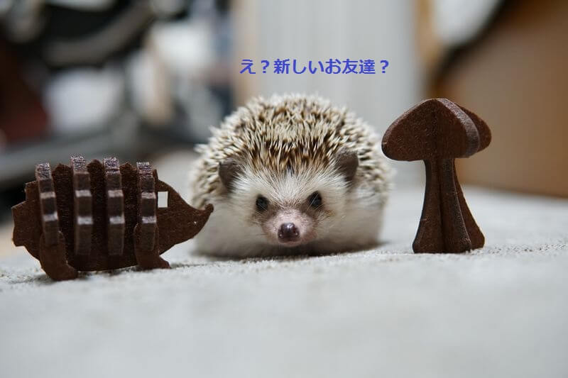 f:id:chikojirou:20160713210053j:plain
