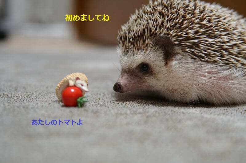 f:id:chikojirou:20160829212614j:plain f:id:chikojirou:20160829212614j:plain