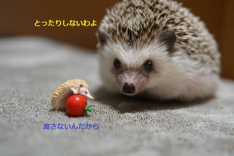 f:id:chikojirou:20160829212619j:plain f:id:chikojirou:20160829212619j:plain