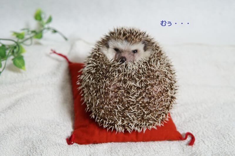 600g級のだるま - ハリネズミのハーリー