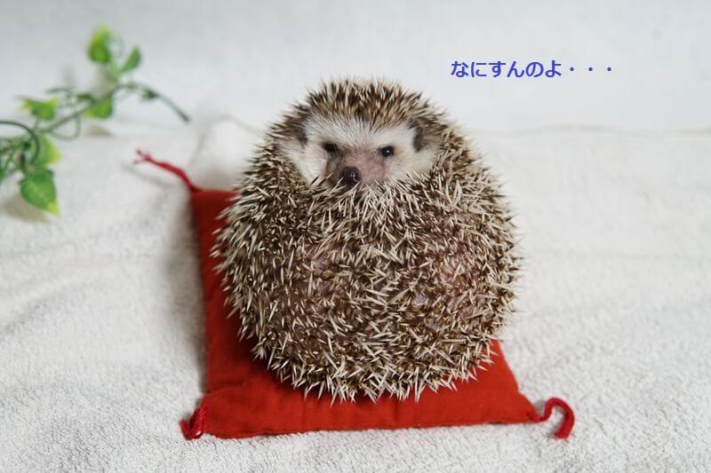 600g級のだるま - ハリネズミのハーリー
