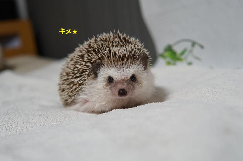 ハーリー、新しいケージに引越しました☆ - ハリネズミのハーリー