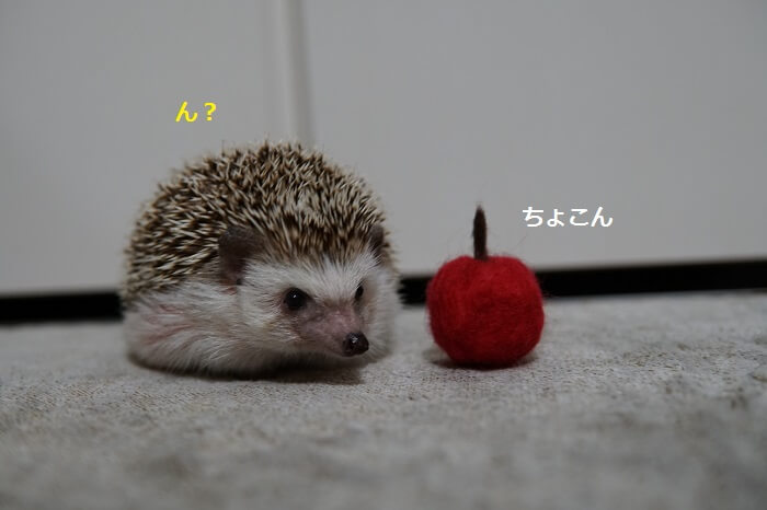 f:id:chikojirou:20161017213619j:plain