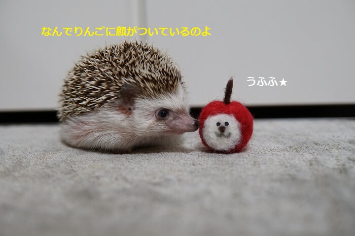 f:id:chikojirou:20161017213648j:plain