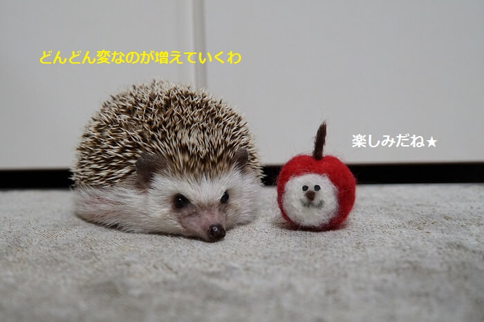 f:id:chikojirou:20161017213658j:plain