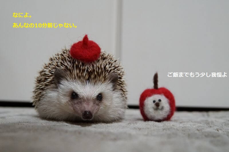 f:id:chikojirou:20161018215645j:plain