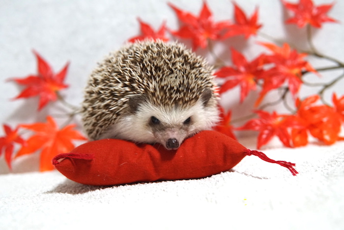 f:id:chikojirou:20161026213535j:plain f:id:chikojirou:20161026213535j:plain