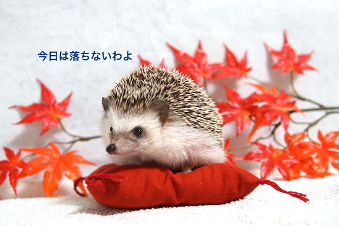 f:id:chikojirou:20161026213545j:plain f:id:chikojirou:20161026213545j:plain