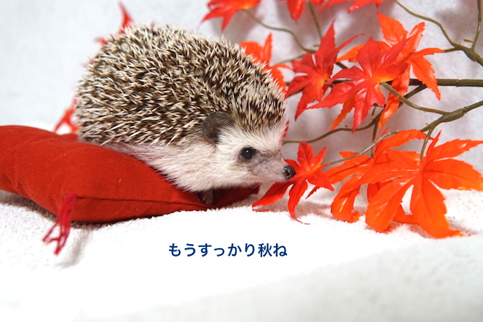 f:id:chikojirou:20161026213554j:plain f:id:chikojirou:20161026213554j:plain