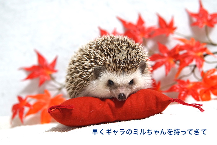 f:id:chikojirou:20161026213604j:plain f:id:chikojirou:20161026213604j:plain