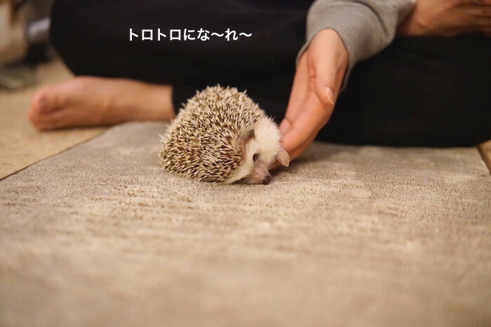 f:id:chikojirou:20161121212254j:plain