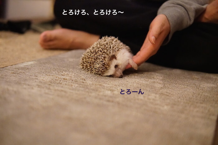 f:id:chikojirou:20161121212305j:plain