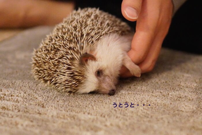 f:id:chikojirou:20161121212314j:plain