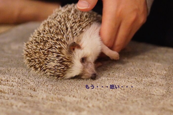 f:id:chikojirou:20161121212323j:plain