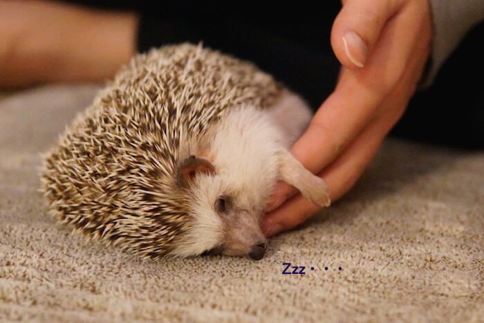 f:id:chikojirou:20161121212331j:plain