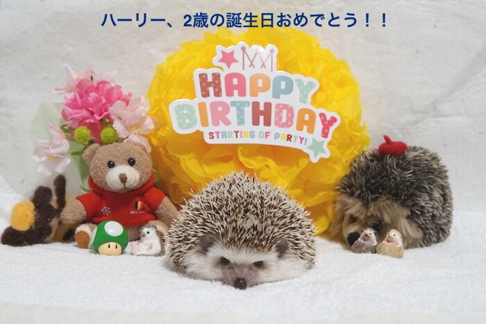 ハーリーの2歳の誕生日 - ハリネズミのハーリー