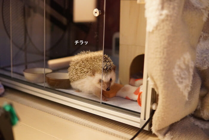 f:id:chikojirou:20170108205632j:plain f:id:chikojirou:20170108205632j:plain