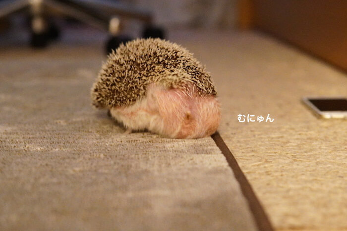 f:id:chikojirou:20170209214254j:plain