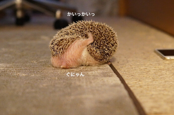 ほっこり優しいハリネズミ〜3ポーズ キングジム ポーズー ハリネズミ ミニポーチ Pouzoo ハリネズミ