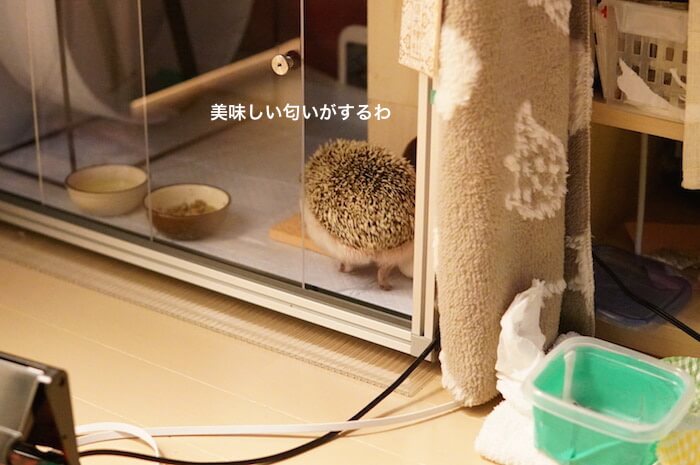 f:id:chikojirou:20170209214450j:plain