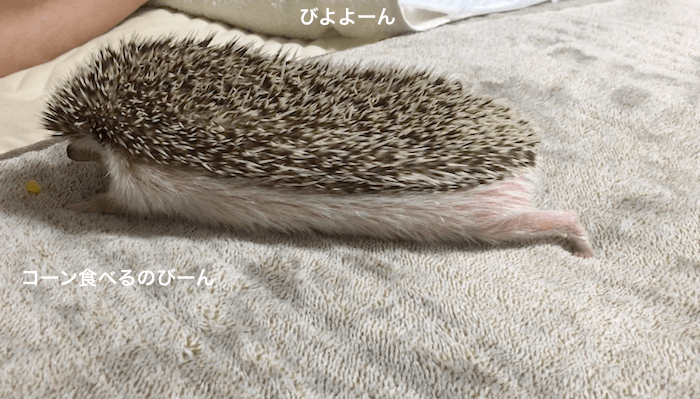 f:id:chikojirou:20170402164724p:plain f:id:chikojirou:20170402164724p:plain