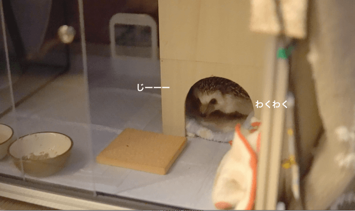 f:id:chikojirou:20170410220355p:plain f:id:chikojirou:20170410220355p:plain