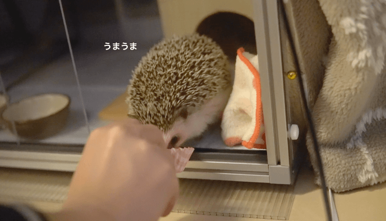 f:id:chikojirou:20170410220447p:plain f:id:chikojirou:20170410220447p:plain