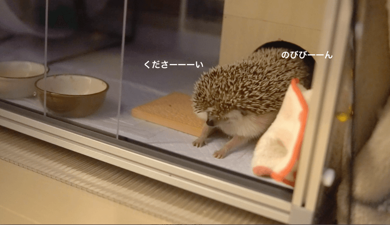 f:id:chikojirou:20170410220525p:plain f:id:chikojirou:20170410220525p:plain