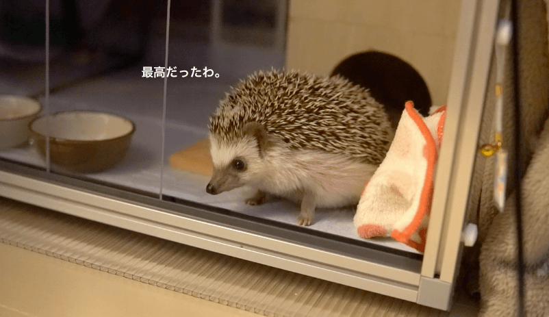 f:id:chikojirou:20170410220551p:plain f:id:chikojirou:20170410220551p:plain