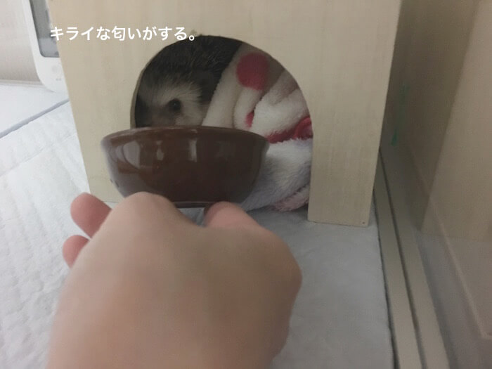 f:id:chikojirou:20170417192345j:plain